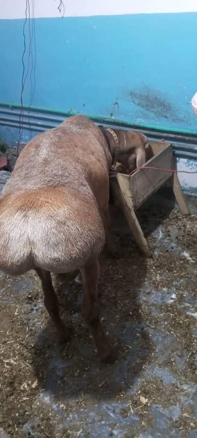 Pure Balkhi Dumba For Sale
