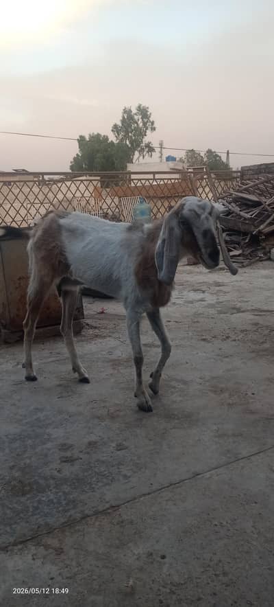 Goat  for sale