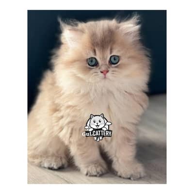 cash on delivery  available
