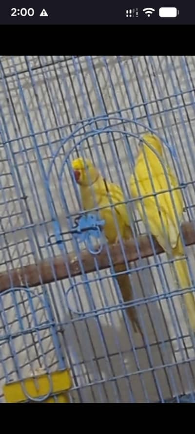 yellow ringneck