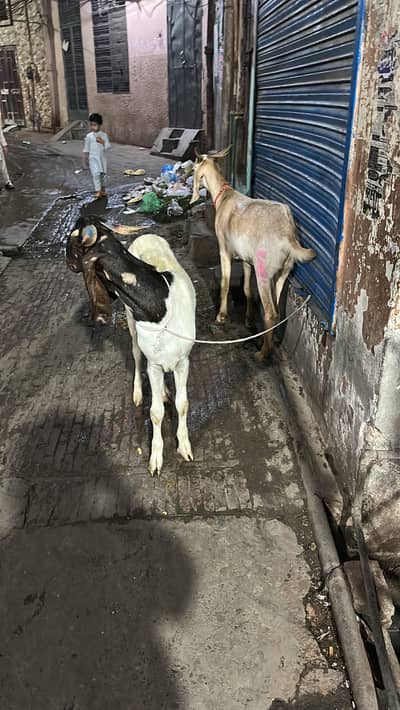 Jori desi bakry