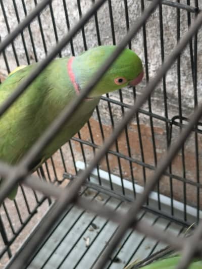 parrot