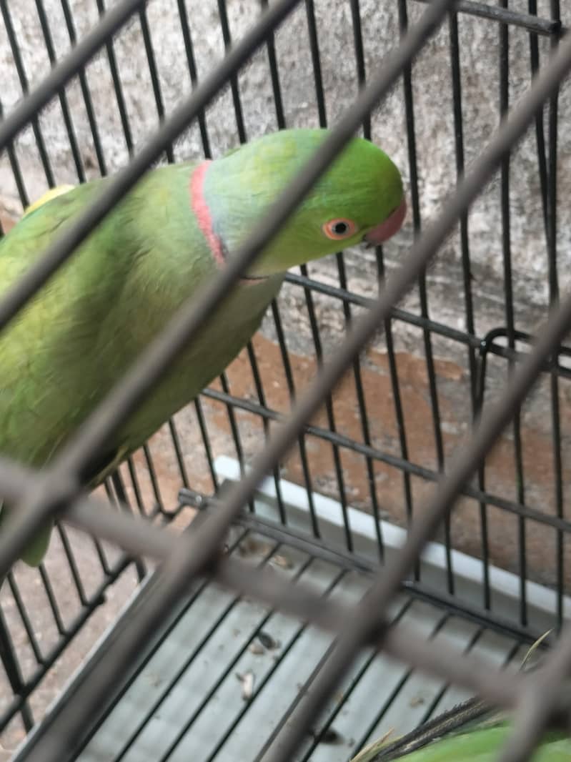 parrot 0