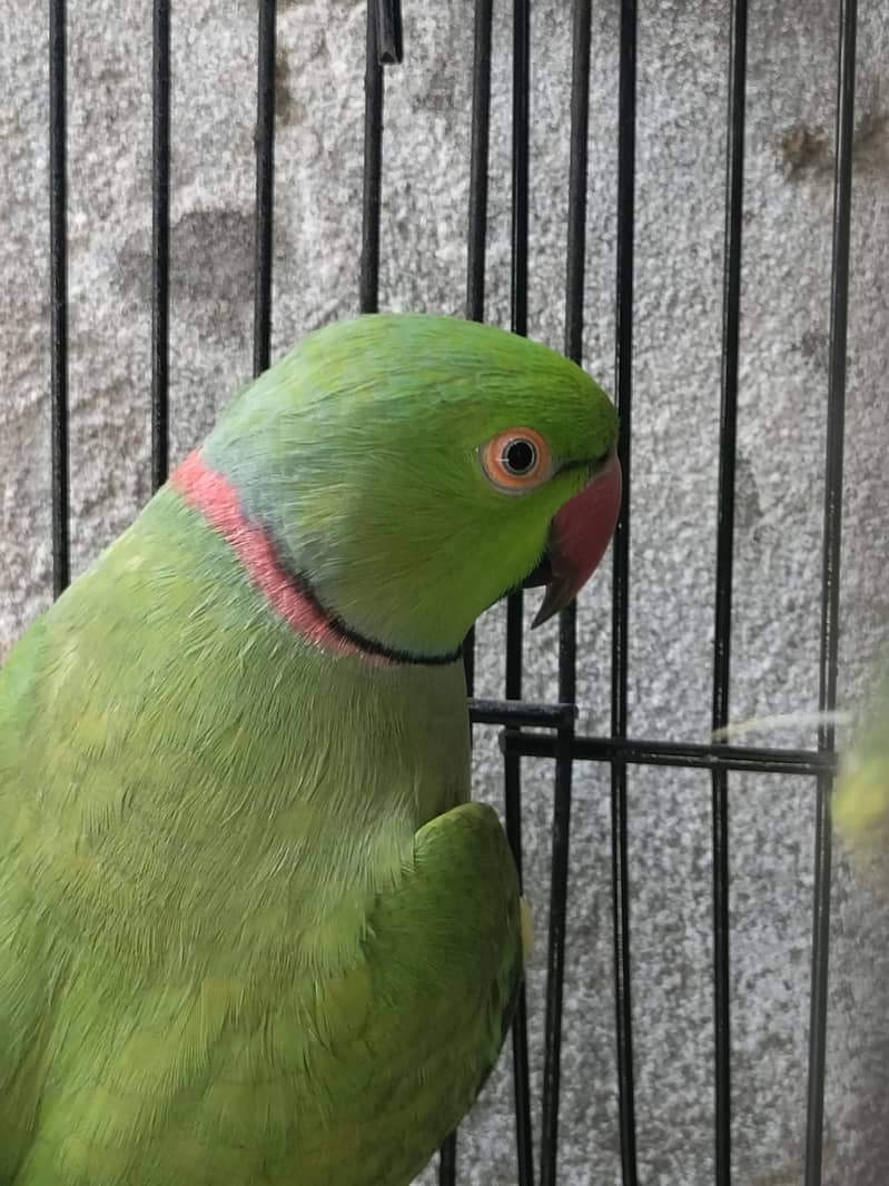 parrot 1
