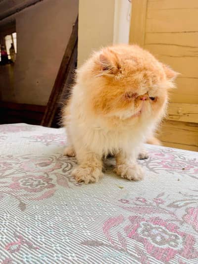 Peke Male Cat Stud Triple Coated Kitten