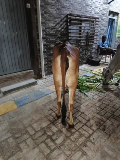 cow for sale
