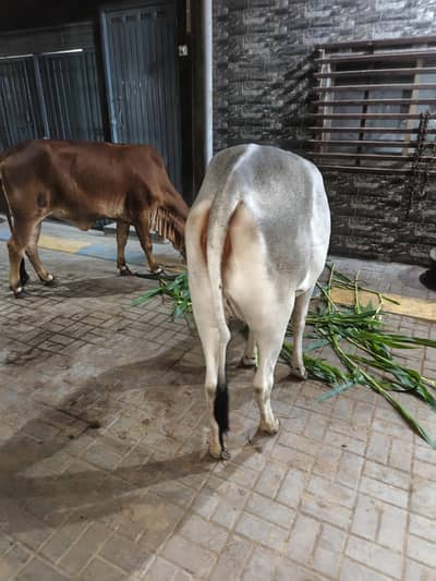 cow for sale contact 03132101109