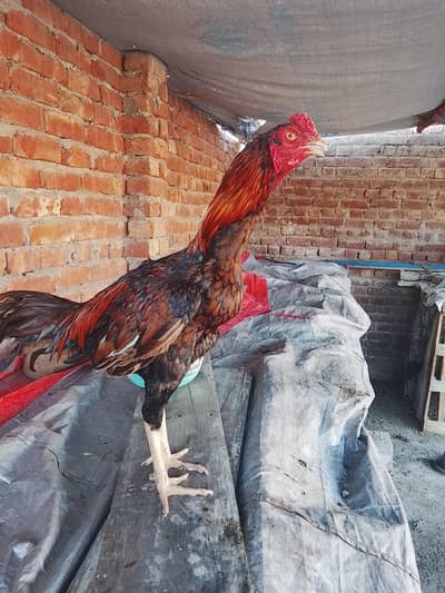 Aseel setup Birds for sale | Cocks | egg laying hens |