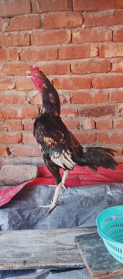Aseel setup Birds for sale | Cocks | egg laying hens |