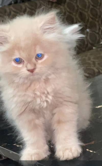 pure Persian triple coat little train    03435587274