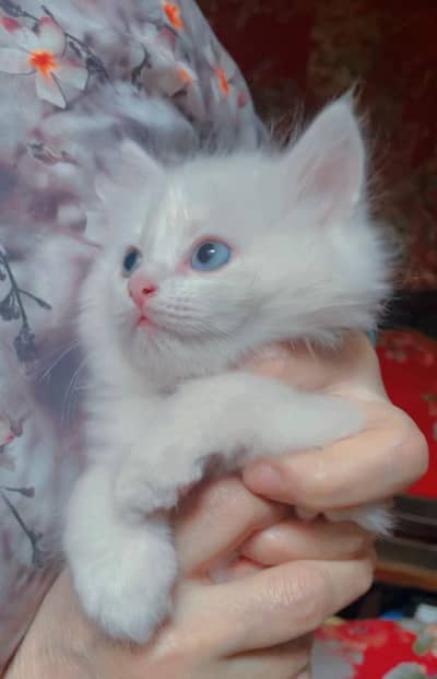persian triple coated cat for sale