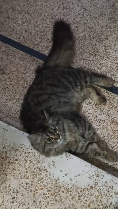 Tabby cat