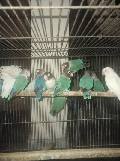 love birds