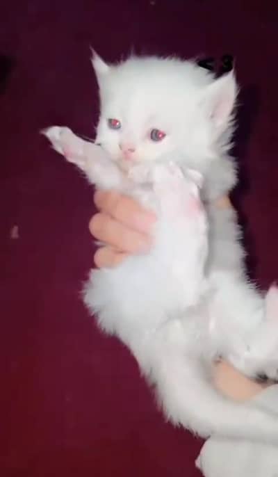 Persian breed