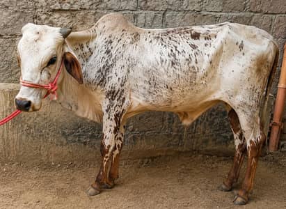 Premium Chitri Bachra – Healthy & Active Calf