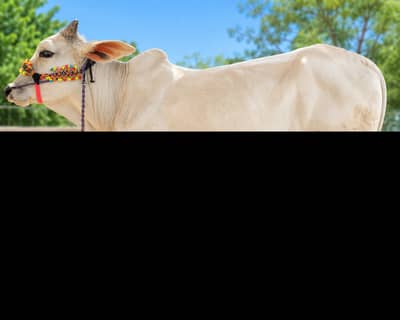 Bachra for sell
