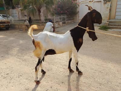 pure kamori bakri