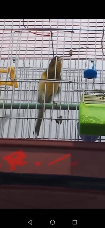 canary full  singing