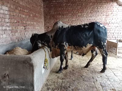 qurbani janwer