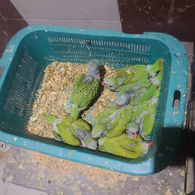 talking parrot chicks