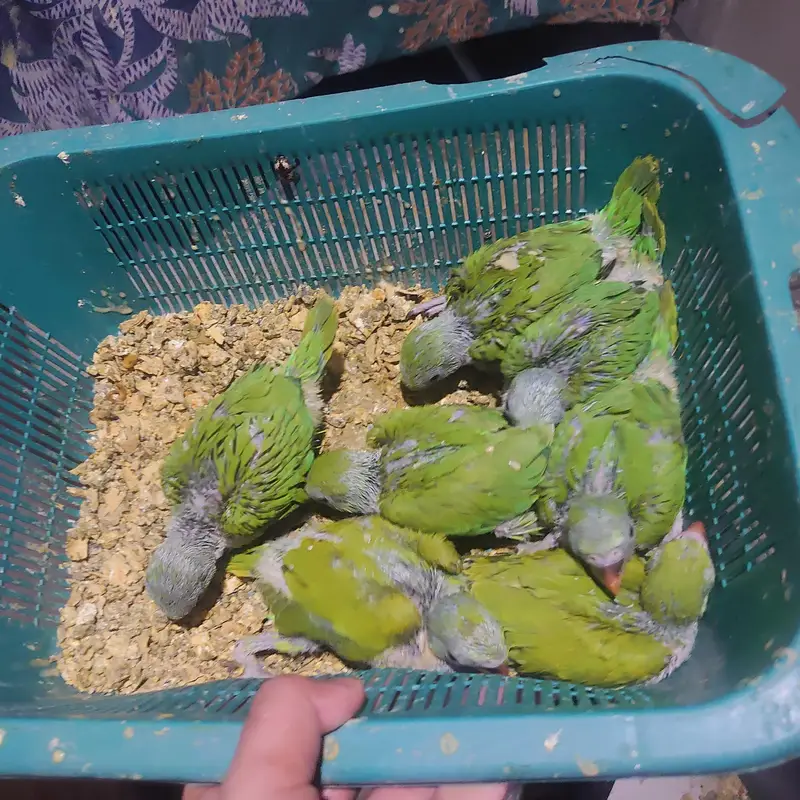 talking parrot chicks — photo 2