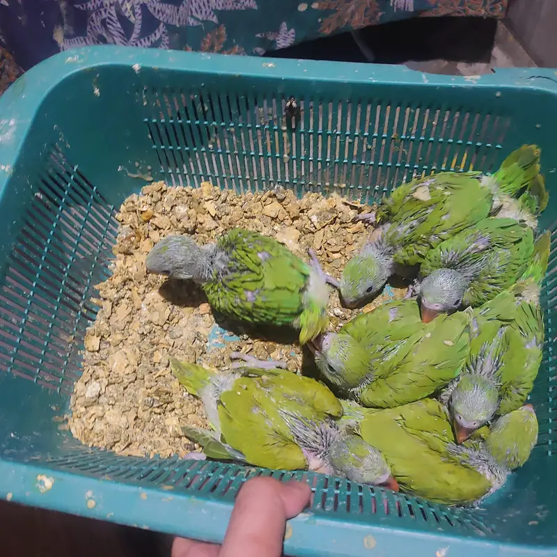 talking parrot chicks — photo 3
