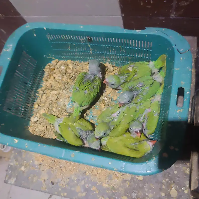 talking parrot chicks — photo 4