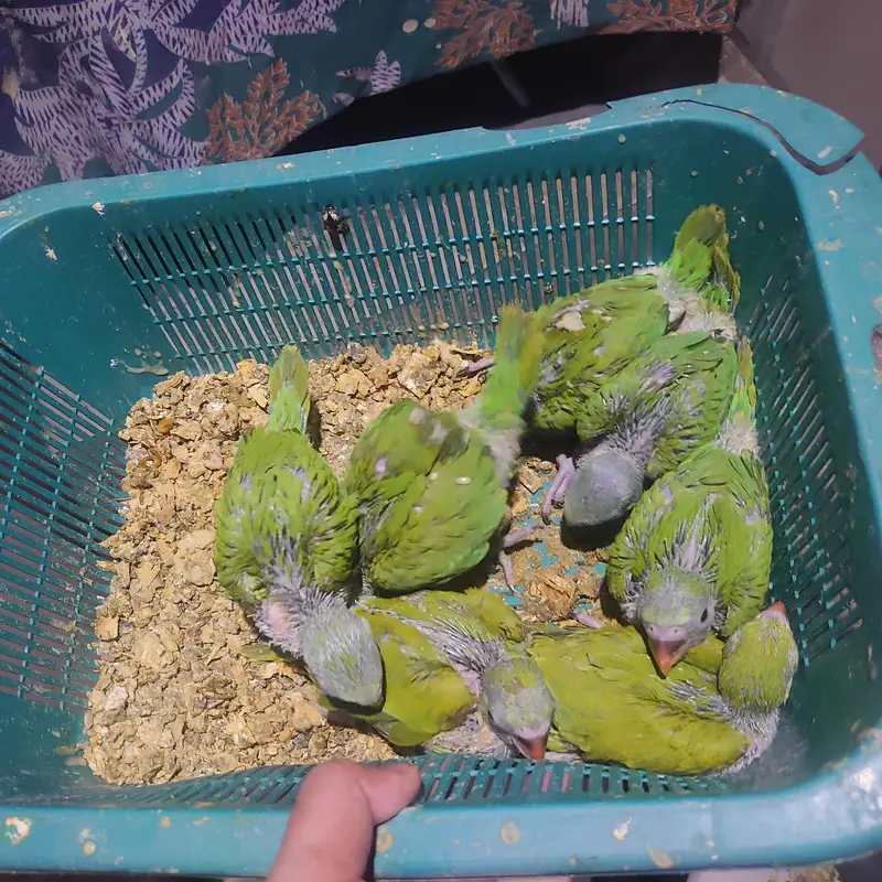 talking parrot chicks — photo 5