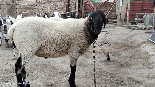 Qurbani k liy mundray 2 dant  2+2 mund weight