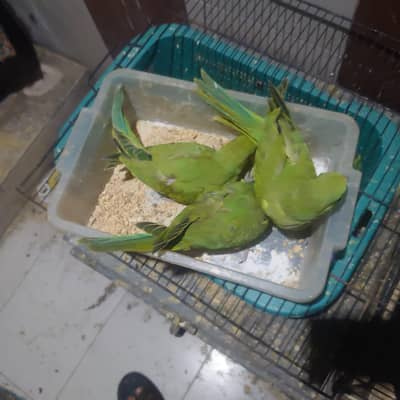 green talking parrot chicks
