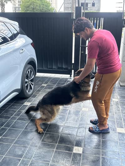Pure German Shepherd | Male