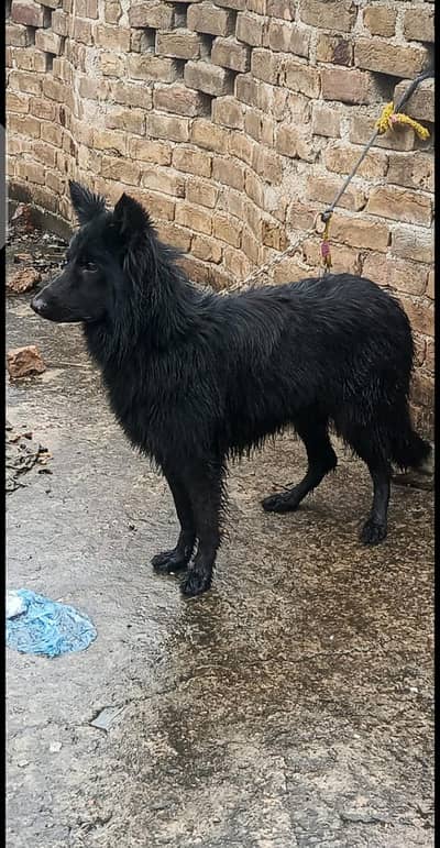 fully black German shepherd  long coat