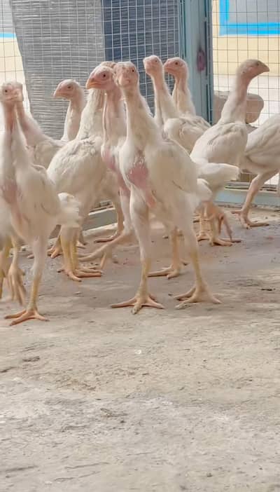 Shammo