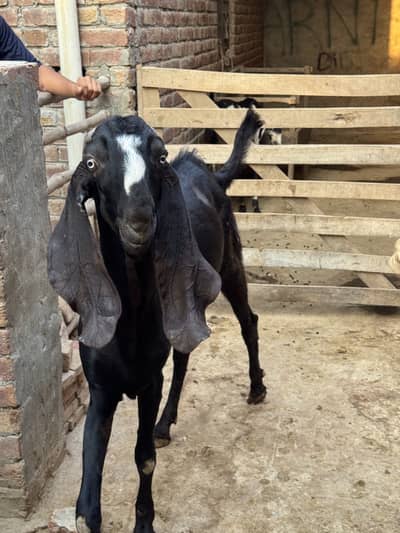 Black and White Black Goat for Sale