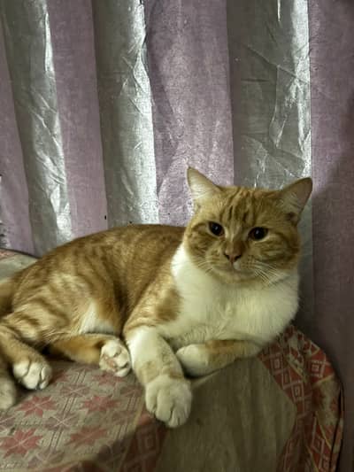 Persian Cats single coated