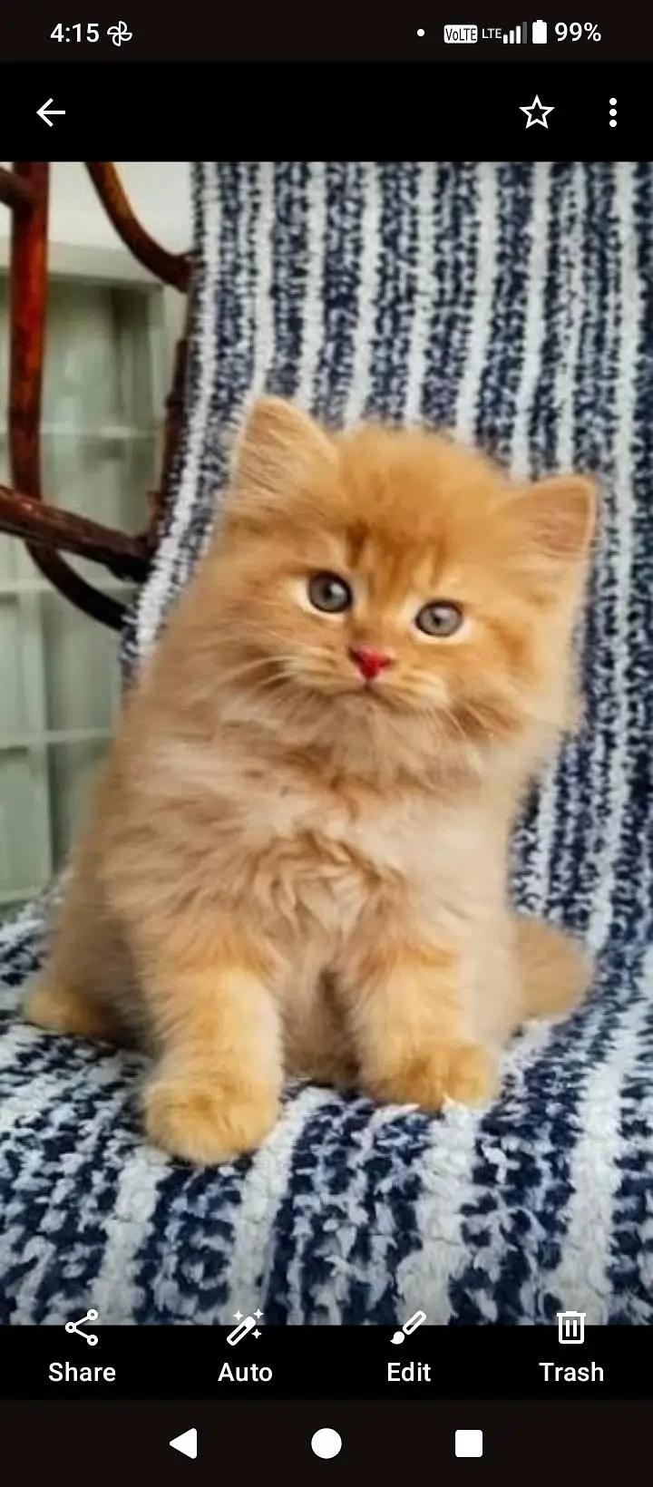 CUTE PERSIAN KITTENS Available — photo 2