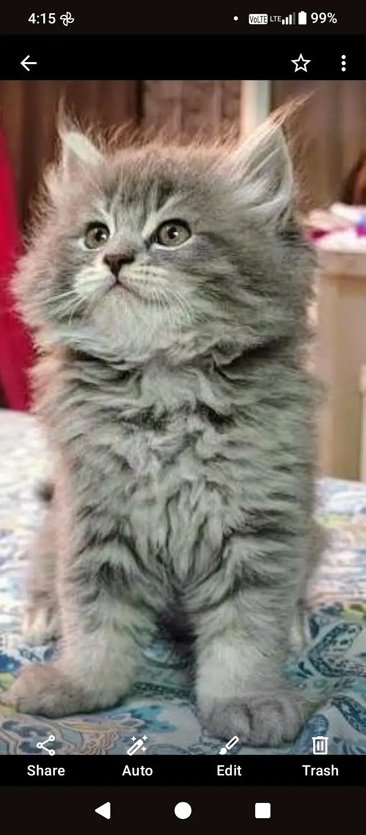 CUTE PERSIAN KITTENS Available — photo 3