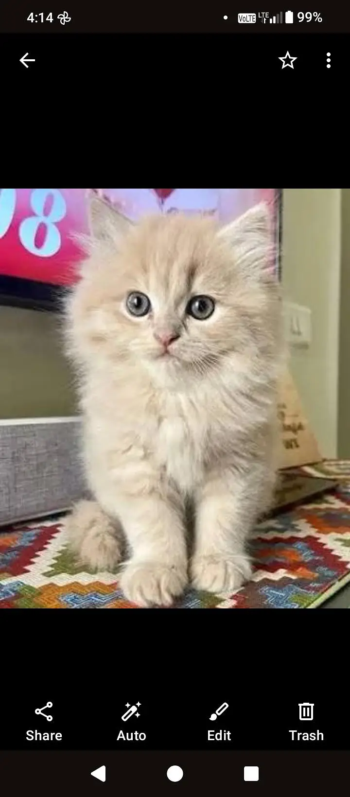 CUTE PERSIAN KITTENS Available — photo 4