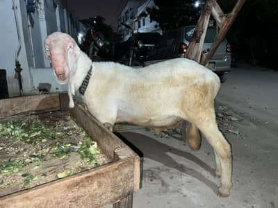 Dumba For Sale Qurbani 2026 Heavy Sheep