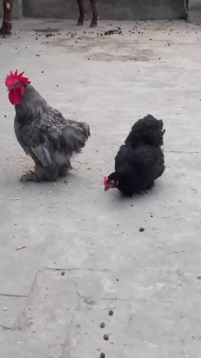 Bantum Pair and 2 aseel pathiyan