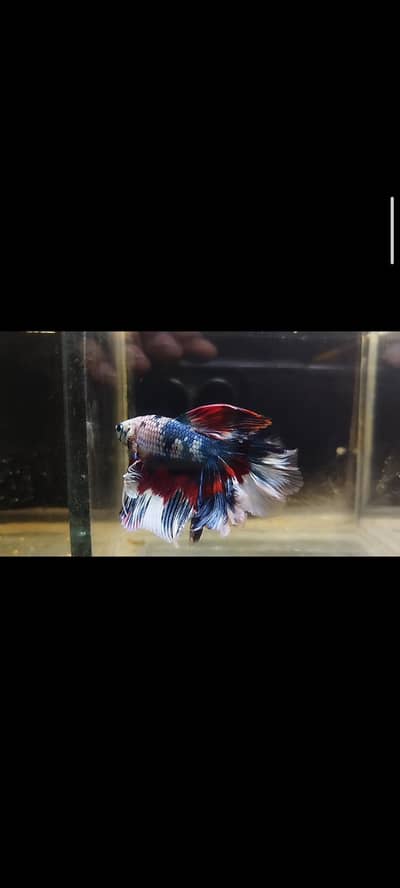 exotic betta fish