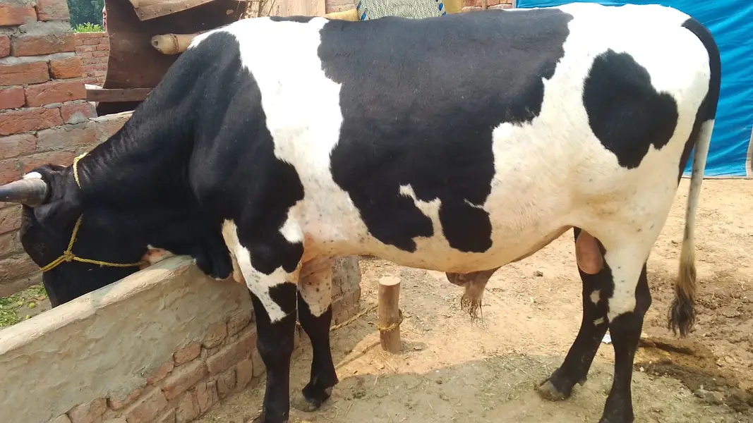 male cow for sale