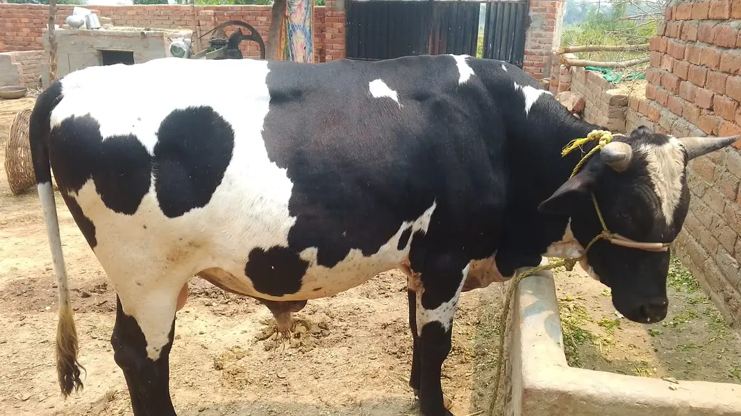 male cow for sale — photo 2