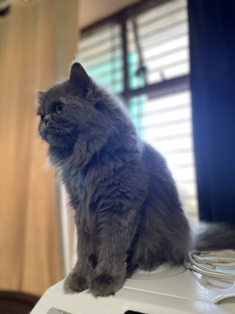 Persian cat 2