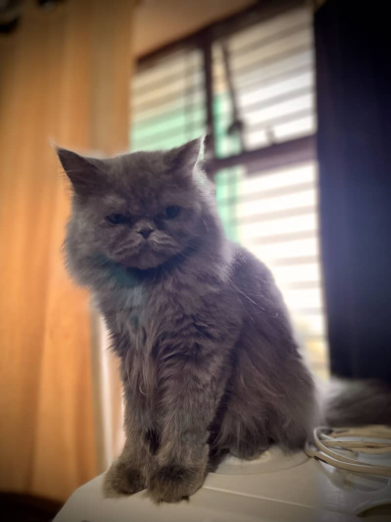Persian cat 1