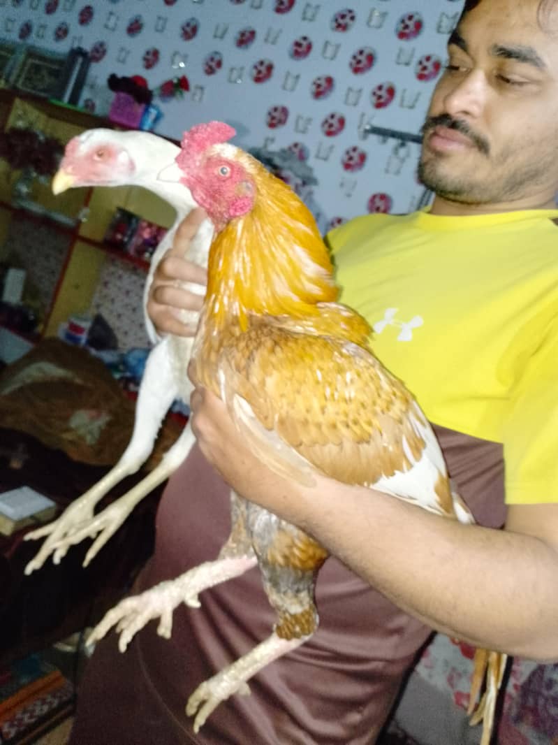 Aseel pair 0