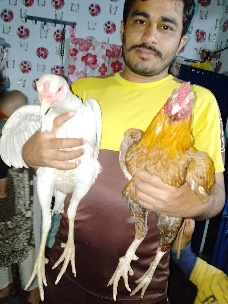 Aseel pair 1