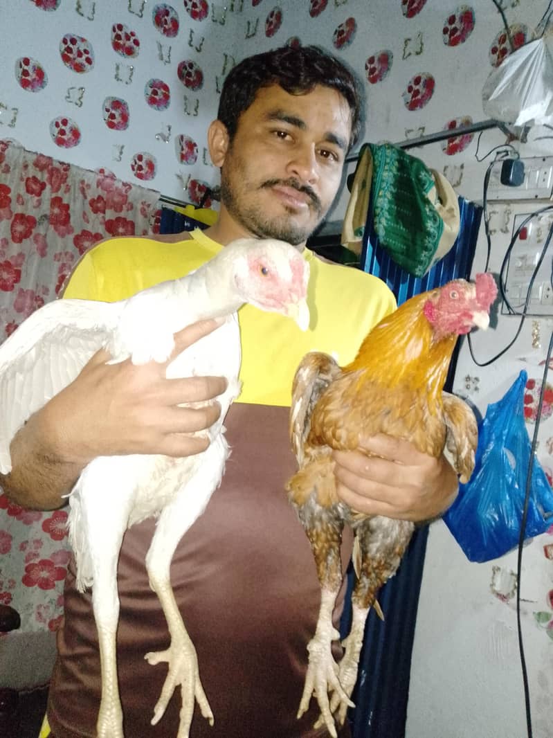 Aseel pair 2