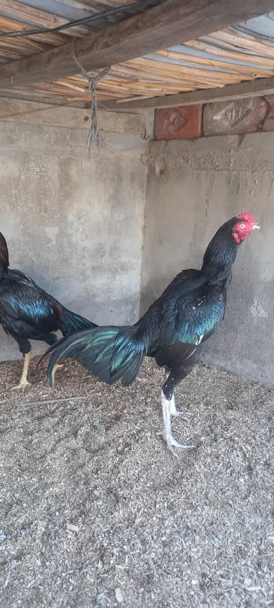aseel for sale