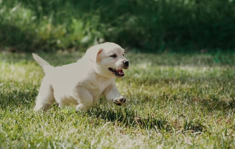 Labrador Puppies 03201410208